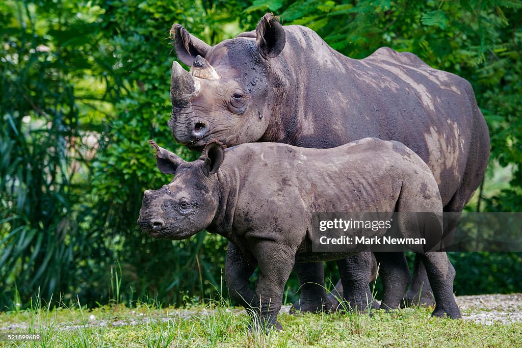 Mother and baby black rhinoceros