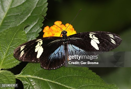 Blue Doris Longwing Blue Doris Longwing