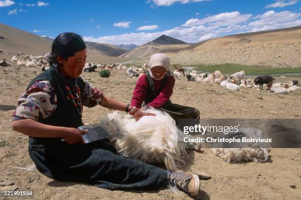 herders collecting pashmina wool - kaschmirwolle stock-fotos und bilder