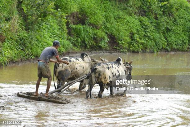 man working in paddy field at madh near malshej ghat, maharashtra, india - malshej ghat stockfoto's en -beelden