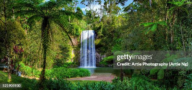 millaa millaa falls, atherton tableland, far north queensland, australia - cairns australië stockfoto's en -beelden