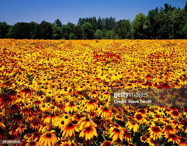 meadow filled with black-eyed susans - black eyed susan stock pictures, royalty-free photos & images