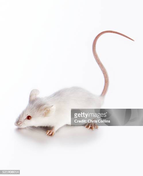 white mouse - topo foto e immagini stock