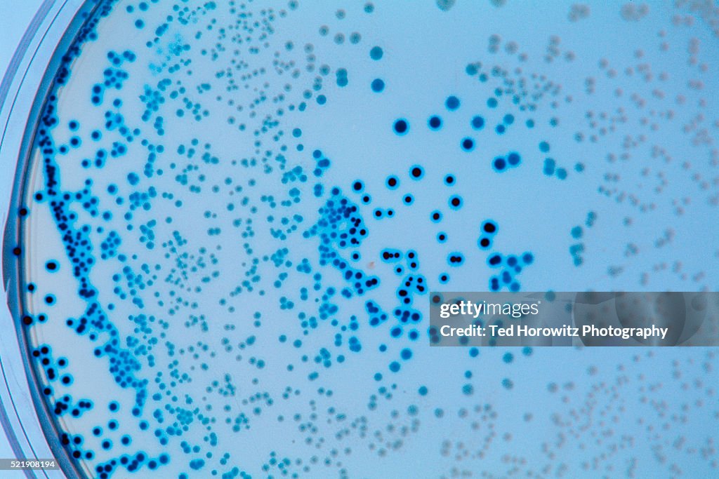 E-Coli Bacteria