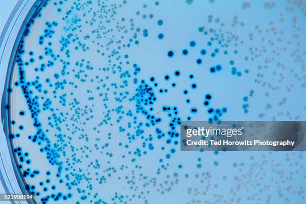 e-coli bacteria - bacterium stock pictures, royalty-free photos & images