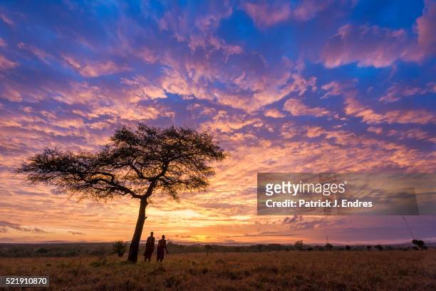 two masai tribesmen and acacia tree - masai mara national reserve stock pictures, royalty-free photos & images