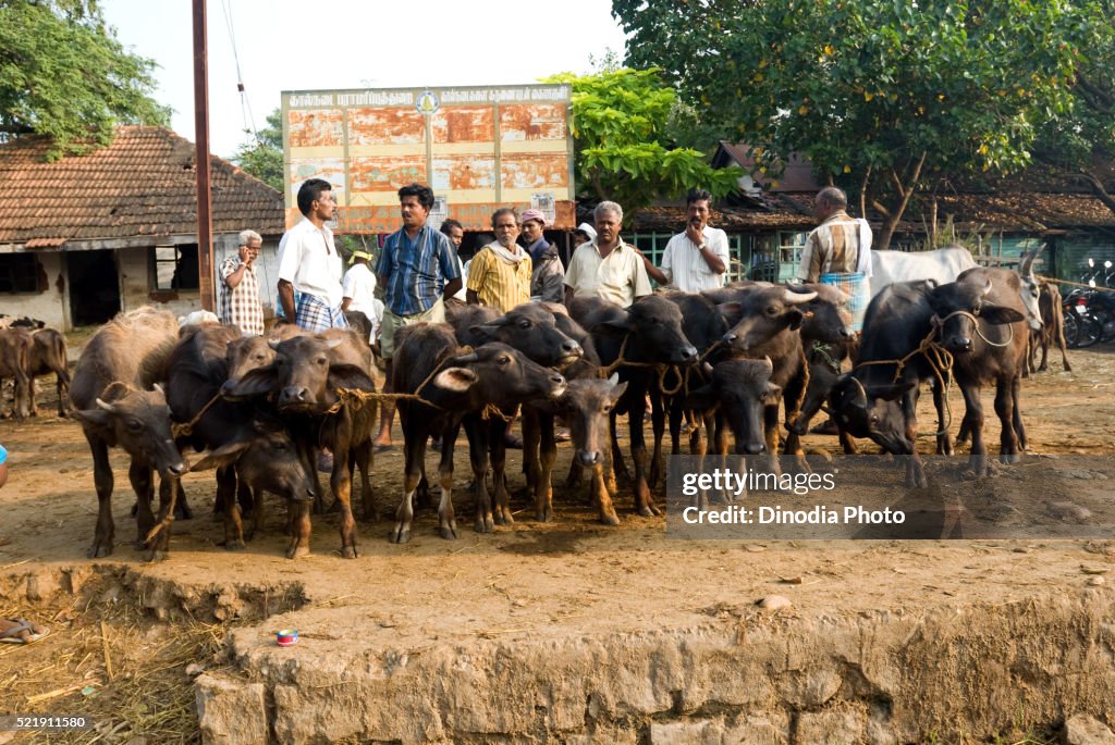 Cattle fair at Pollachi market, Coimbatore, Tamil Nadu, India