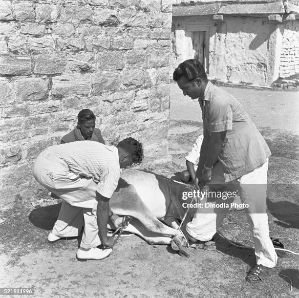 veterinarians at work, preparing a bull for castration and inoculation, bangalore, karnataka, india - human castration photo stock pictures, royalty-free photos & images