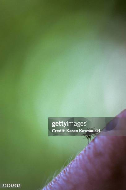 yellow fever carrying mosquito in brazil - yellow fever stock pictures, royalty-free photos & images