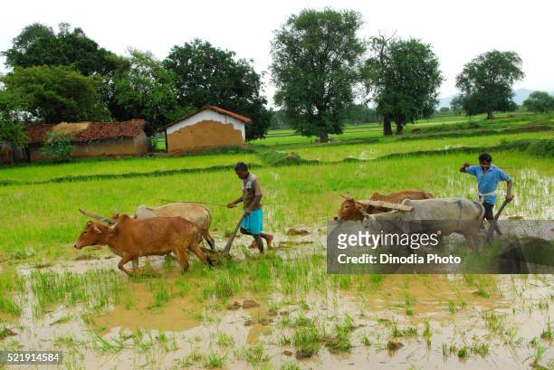 ho tribes men with bullocks in paddy field, chakradharpur, jharkhand, india - chakradharpur stock pictures, royalty-free photos & images