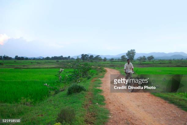 ho tribes man bicycling through field, chakradharpur, jharkhand, india - chakradharpur stock pictures, royalty-free photos & images