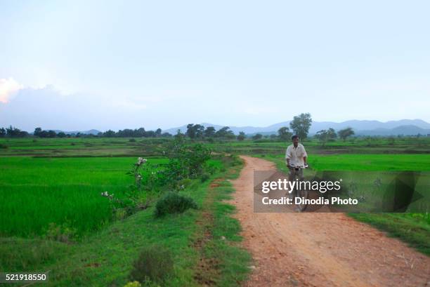 ho tribes man bicycling through field, chakradharpur, jharkhand, india - chakradharpur stock pictures, royalty-free photos & images