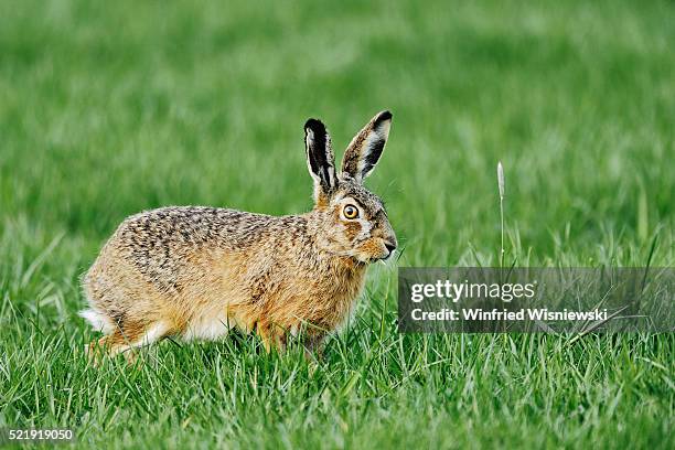 brown hare - lepus europaeus stock pictures, royalty-free photos & images