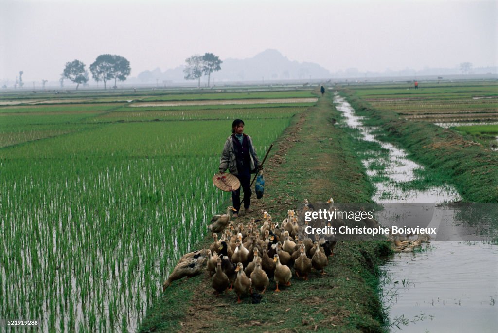 Ducks Clean Rice Paddy Ducks And Rice Paddies In Vietnam High-Res Stock Photo - Getty Images