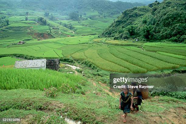 miao agricultural workers near rice paddies - minoría miao fotografías e imágenes de stock