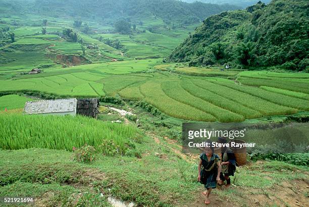 miao agricultural workers near rice paddies - hmong stockfoto's en -beelden