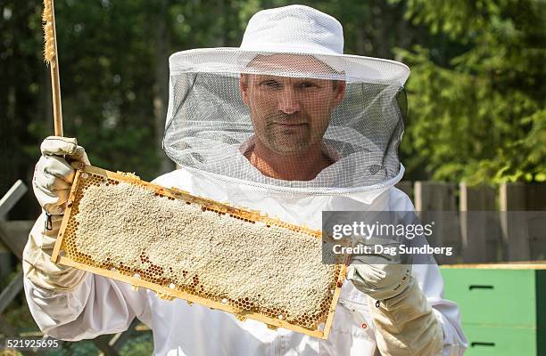 beekeeper with honeycombs in frame - beehive collective stock pictures, royalty-free photos & images