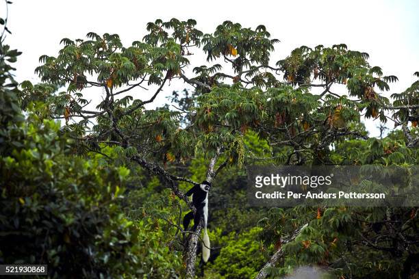 Black and white colobus monkey in a biosphere on December 5, 2012 outside Bonga, Ethiopia. This Kaffa region is known for its coffee production, wild...