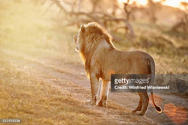4,912 Lion Standing Photos and Premium High Res Pictures - Getty Images
