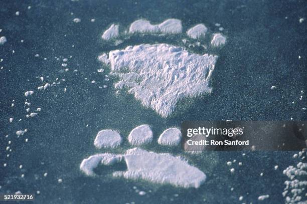 animal tracks - static electricity stock pictures, royalty-free photos & images