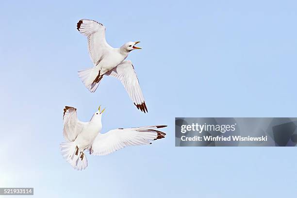 black-legged kittiwakes - seagull stockfoto's en -beelden