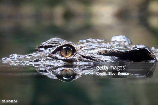 saltwater crocodile - australian saltwater crocodile ストックフォトと画像