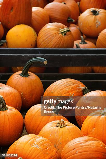 pumpkin's harvest on market - hokaido pumpkin stock pictures, royalty-free photos & images