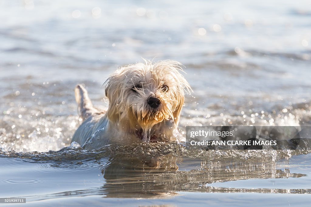 Terrier swimming