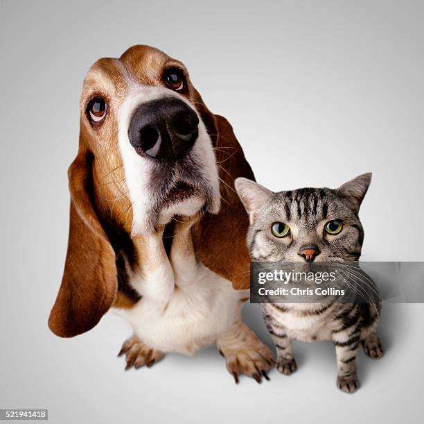 cat and dog - cat dog stockfoto's en -beelden