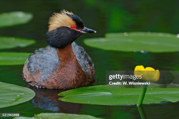 slavonian grebe (podiceps auritus) - grebe stock pictures, royalty-free photos & images