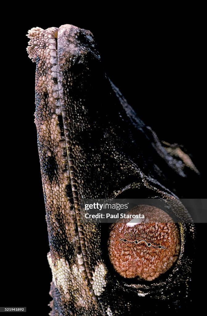 Uroplatus henkeli (flat-tailed gecko) - eye