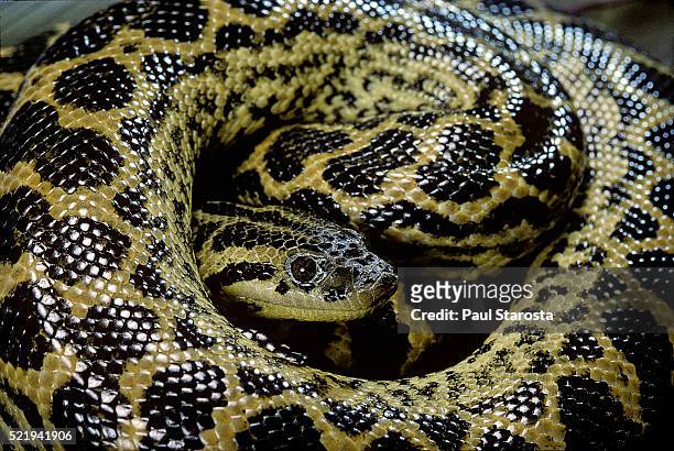 eunectes notaeus (yellow anaconda) - peau de serpent photos et images de collection