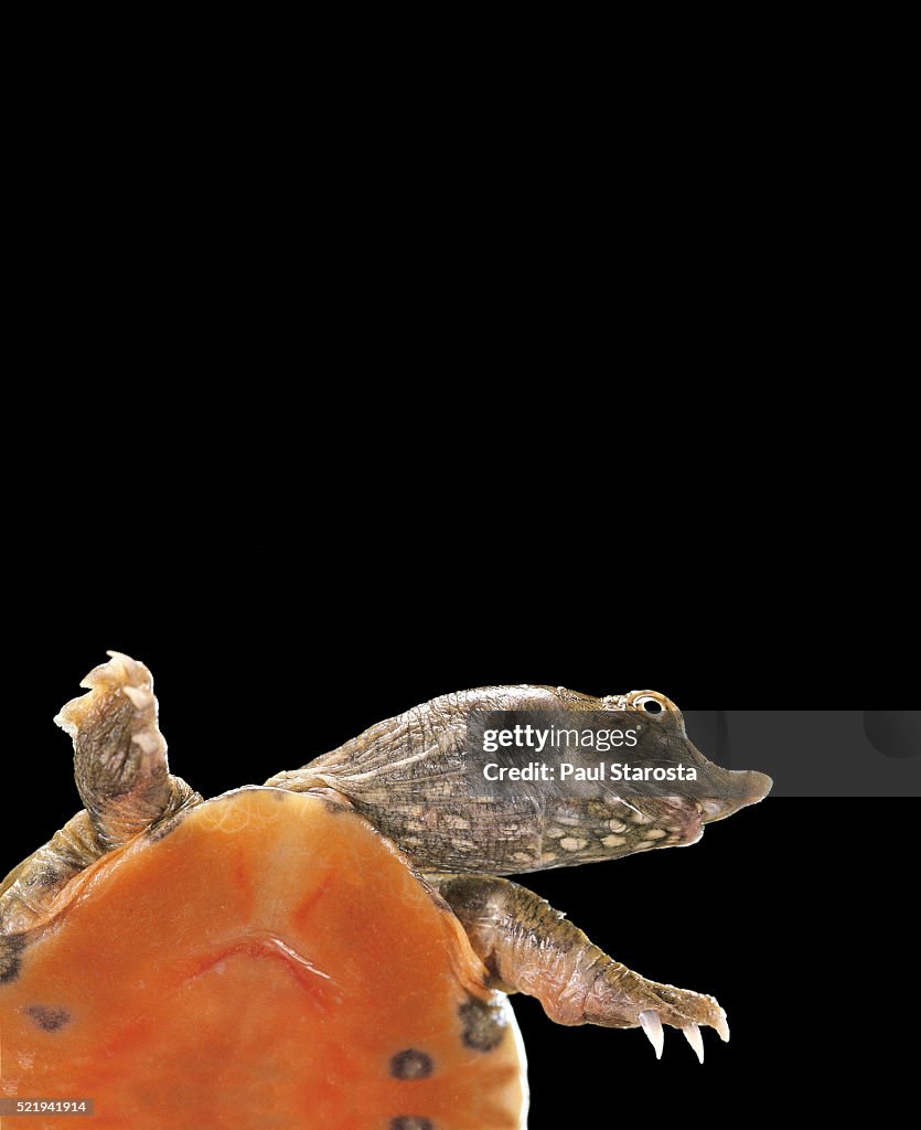 Pelodiscus sinensis (chinese soft-shelled turtle)