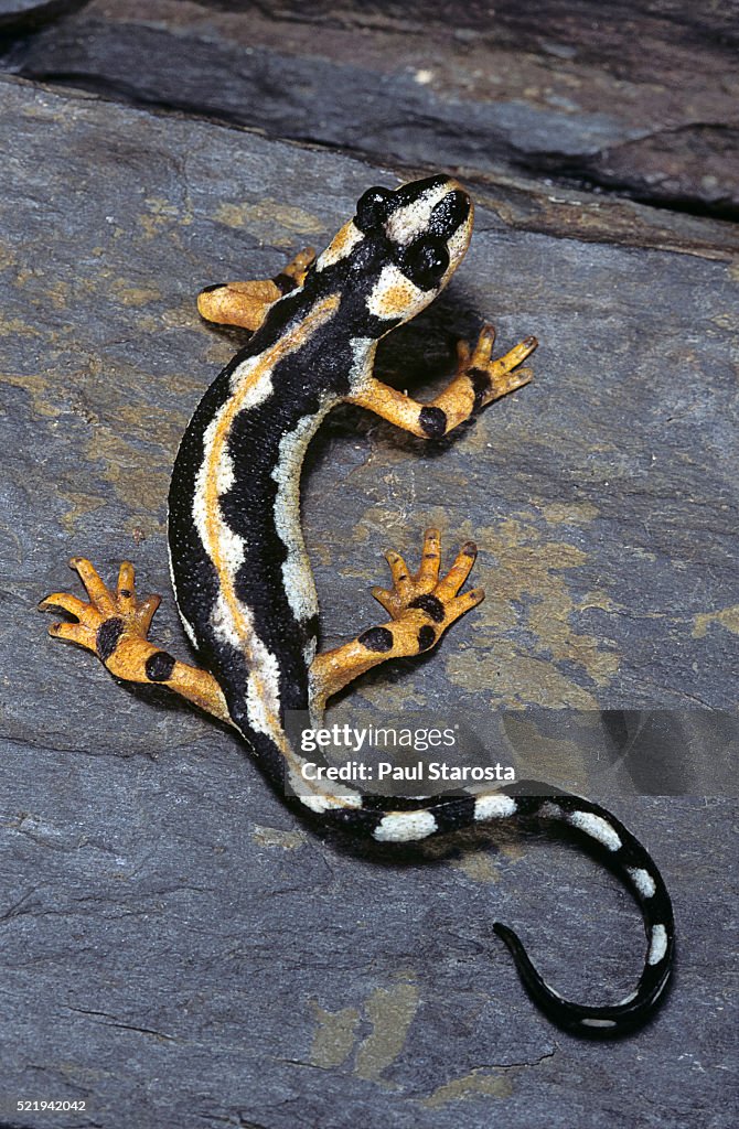 Neurergus kaiseri (Luristan newt, emperor spotted newt)