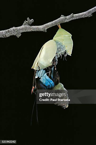 morpho peleides (blue morpho) - emerging from pupa - hatching stock pictures, royalty-free photos & images
