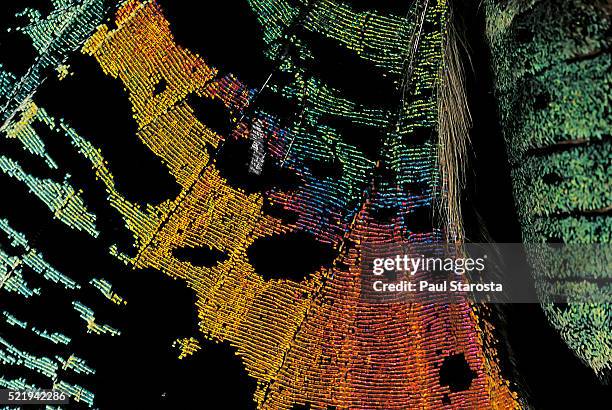 chrysiridia croesus (east african sunset moth) - wing detail - dierenvleugel stockfoto's en -beelden