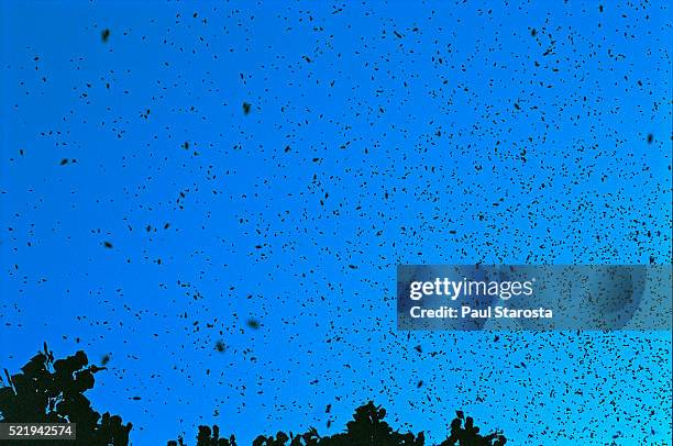 apis mellifera (honey bee) - bee swam flying - swarm of insects foto e immagini stock