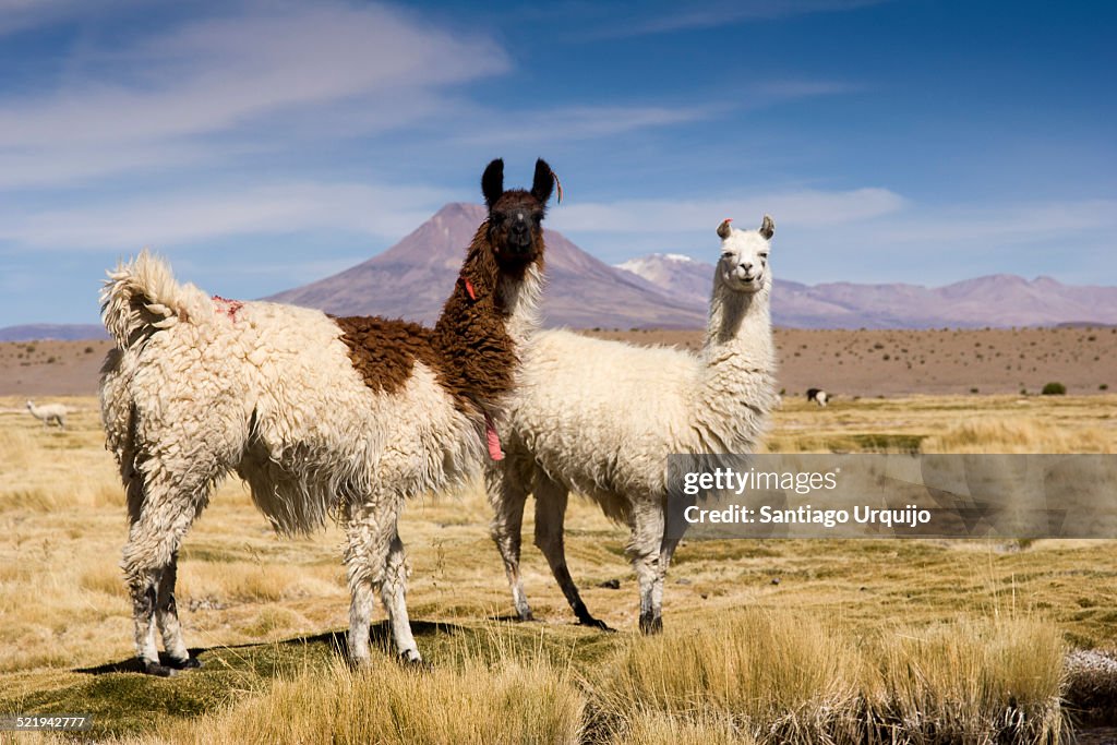 Two llamas on a bofedal