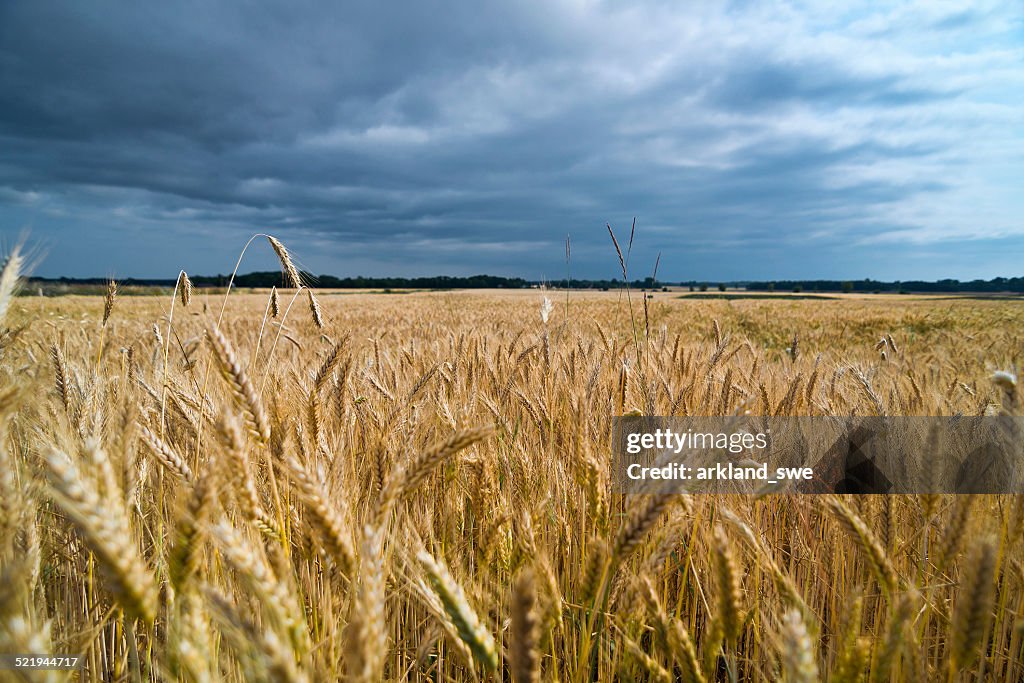 Barley field with rain clouds