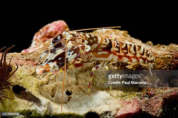 alpheus bellulus (tiger pistol shrimp, beautiful goby shrimp) - pistol stock pictures, royalty-free photos & images