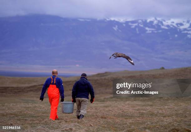 skua flying by men carrying tub - arctic skua stock pictures, royalty-free photos & images