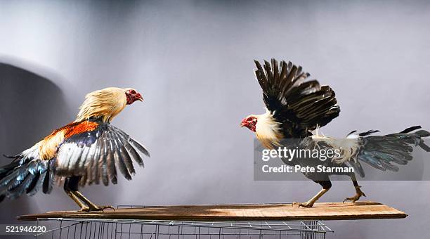 two aggressive roosters - tierquälerei stock-fotos und bilder
