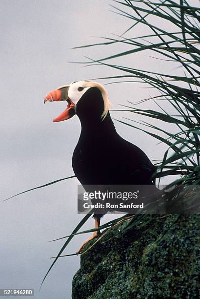 tufted puffin - tufted puffin stock pictures, royalty-free photos & images