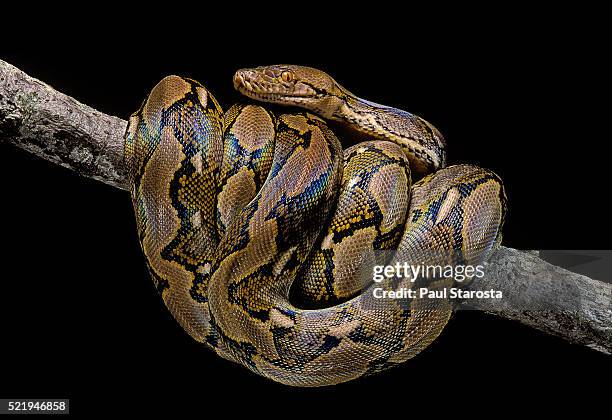 python reticulatus (reticulated python) - morelia photos et images de collection