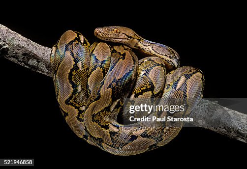 Python Reticulatus High-Res Stock Photo - Getty Images