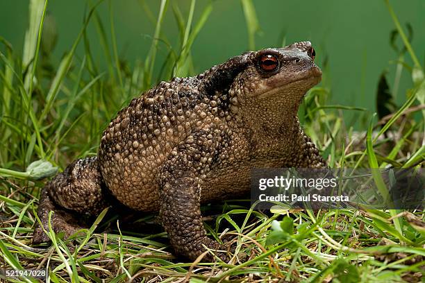 bufo bufo (european toad, common toad) - toad stock pictures, royalty-free photos & images