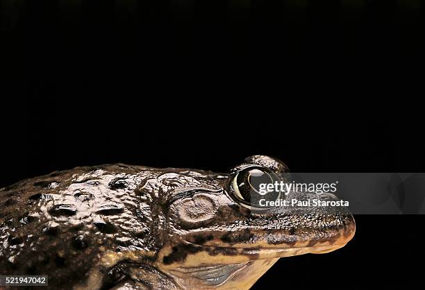 Bullfrog Muscles Frog Muscle Photos and Premium High Res Pictures - Getty Images