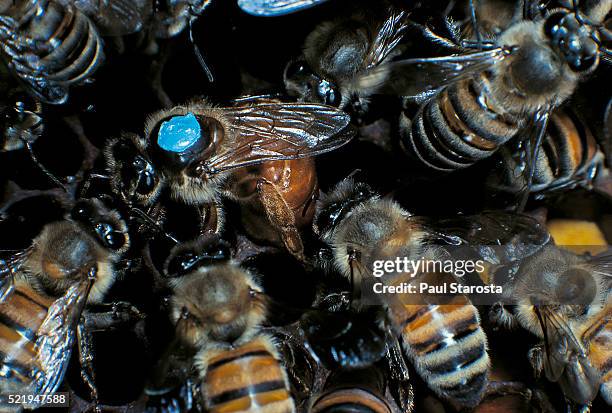 apis mellifera (honey bee) - marked queen laying an egg in a cell - queen bee stock pictures, royalty-free photos & images