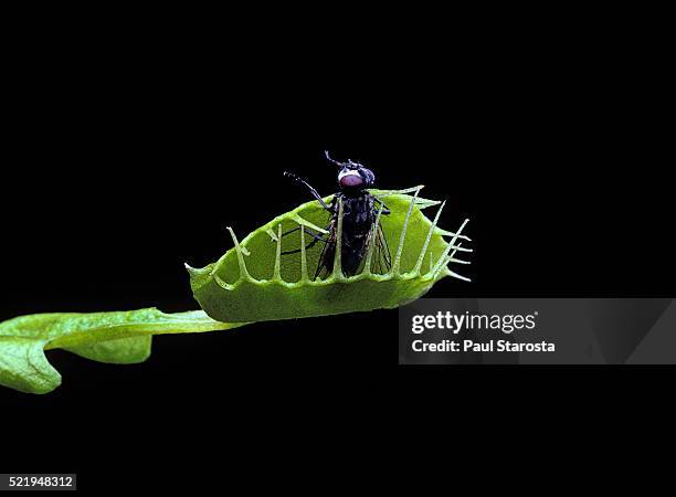 dionaea muscipula (venus flytrap) - trap closing on fly - venus flytrap stock pictures, royalty-free photos & images