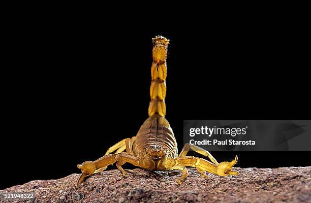 buthus occitanus (common yellow scorpion, common european scorpion) - tail raised - scorpions foto e immagini stock